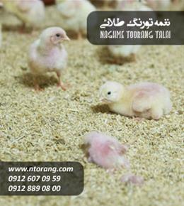 فروش جوجه گوشتی هوبارد